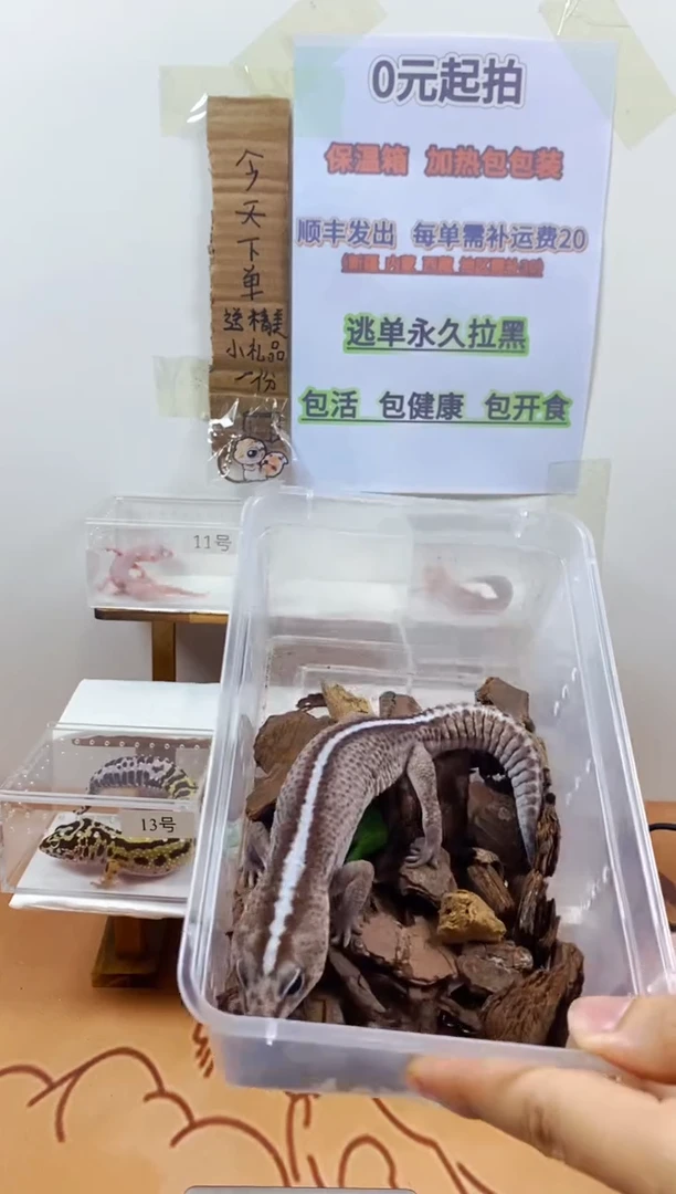 豹纹守宫豹纹守宫幼苗亚成体成体肥尾