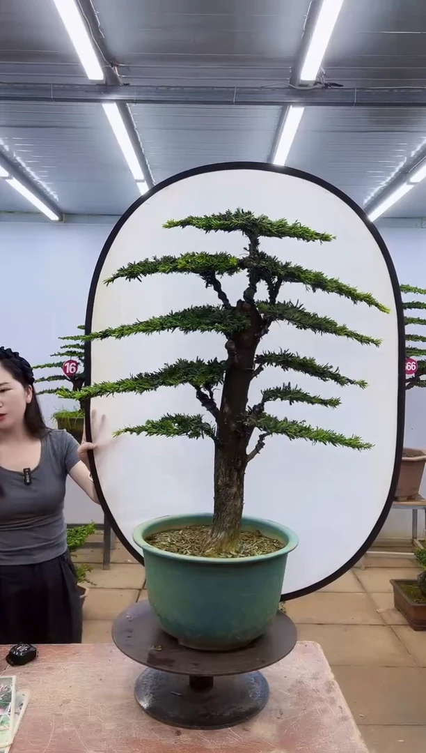 无花朵一物一拍，所见即所得