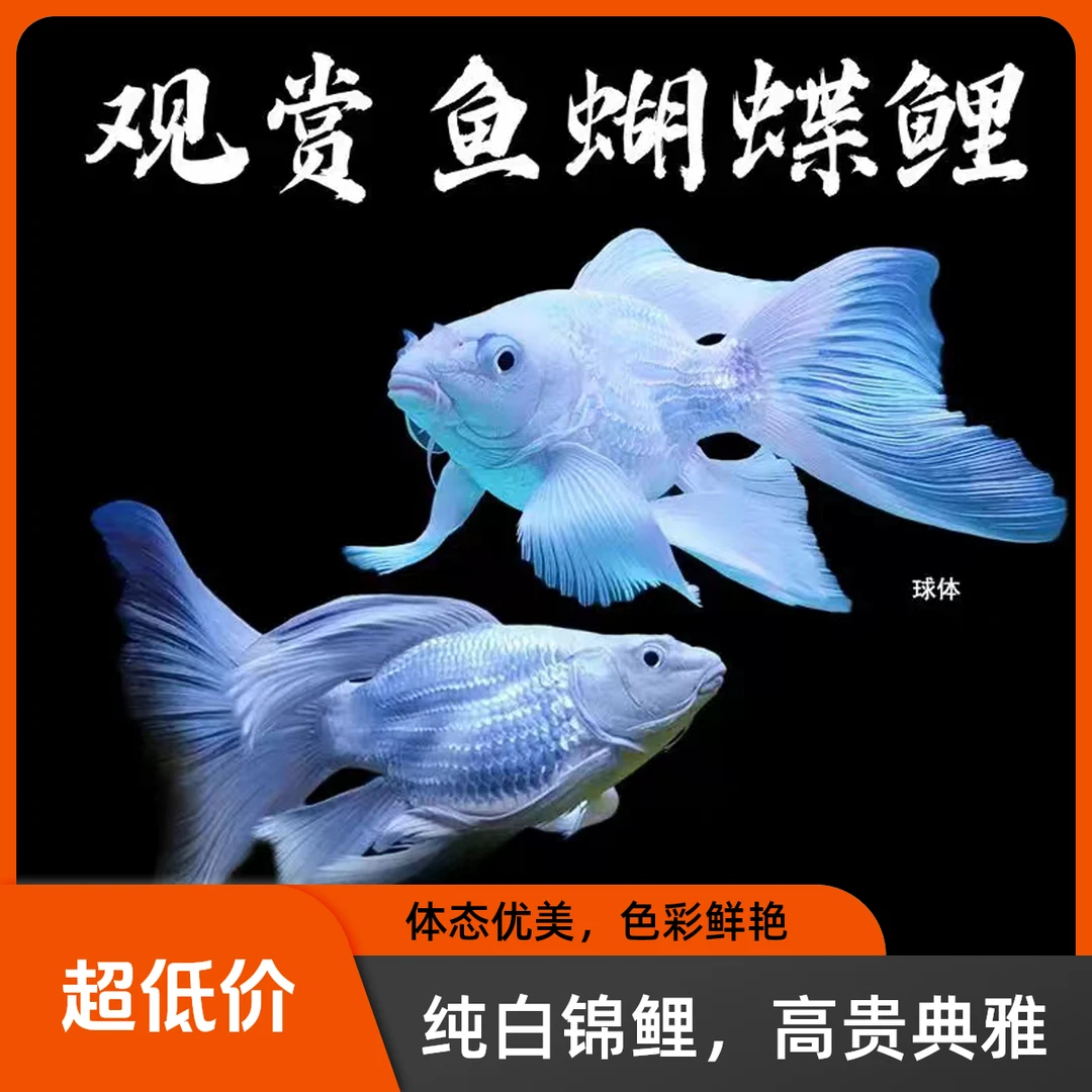 18-23公分纯台系石膏白蝴蝶鲤观赏鱼渔场直发饲养混养好养