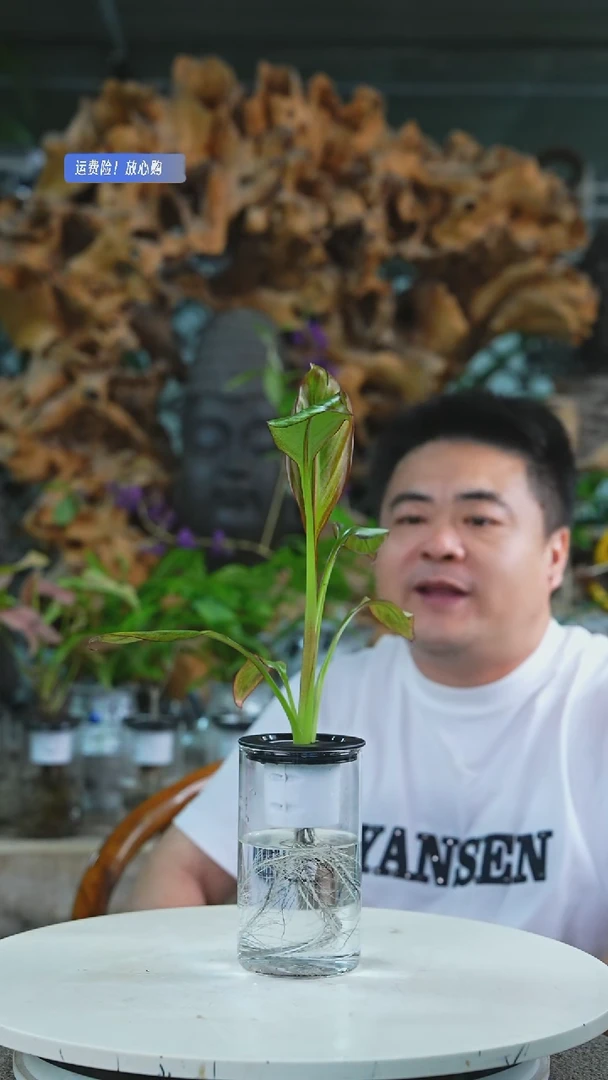 当前无花栽培后可以开花香蕉+玻璃瓶