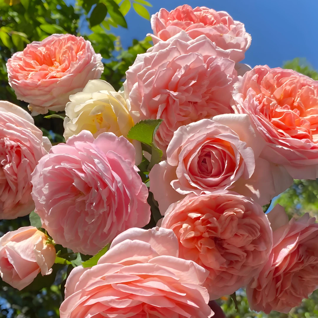 直立树桩海洋之心月季花苗庭院花园观赏花卉盆栽