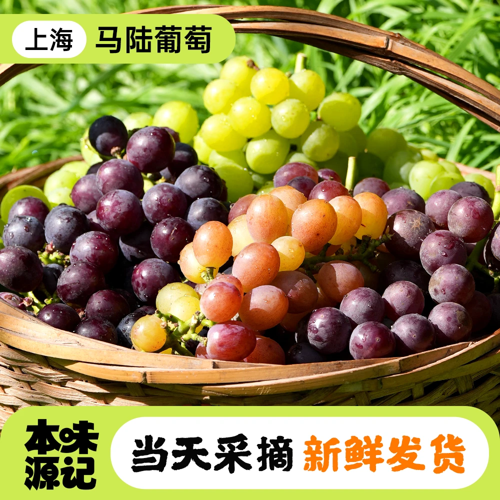 上海马陆葡萄正宗清甜爽口多汁整串新鲜采摘产地直发