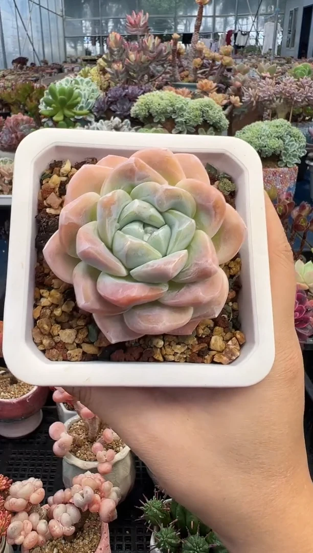 526        不带盆