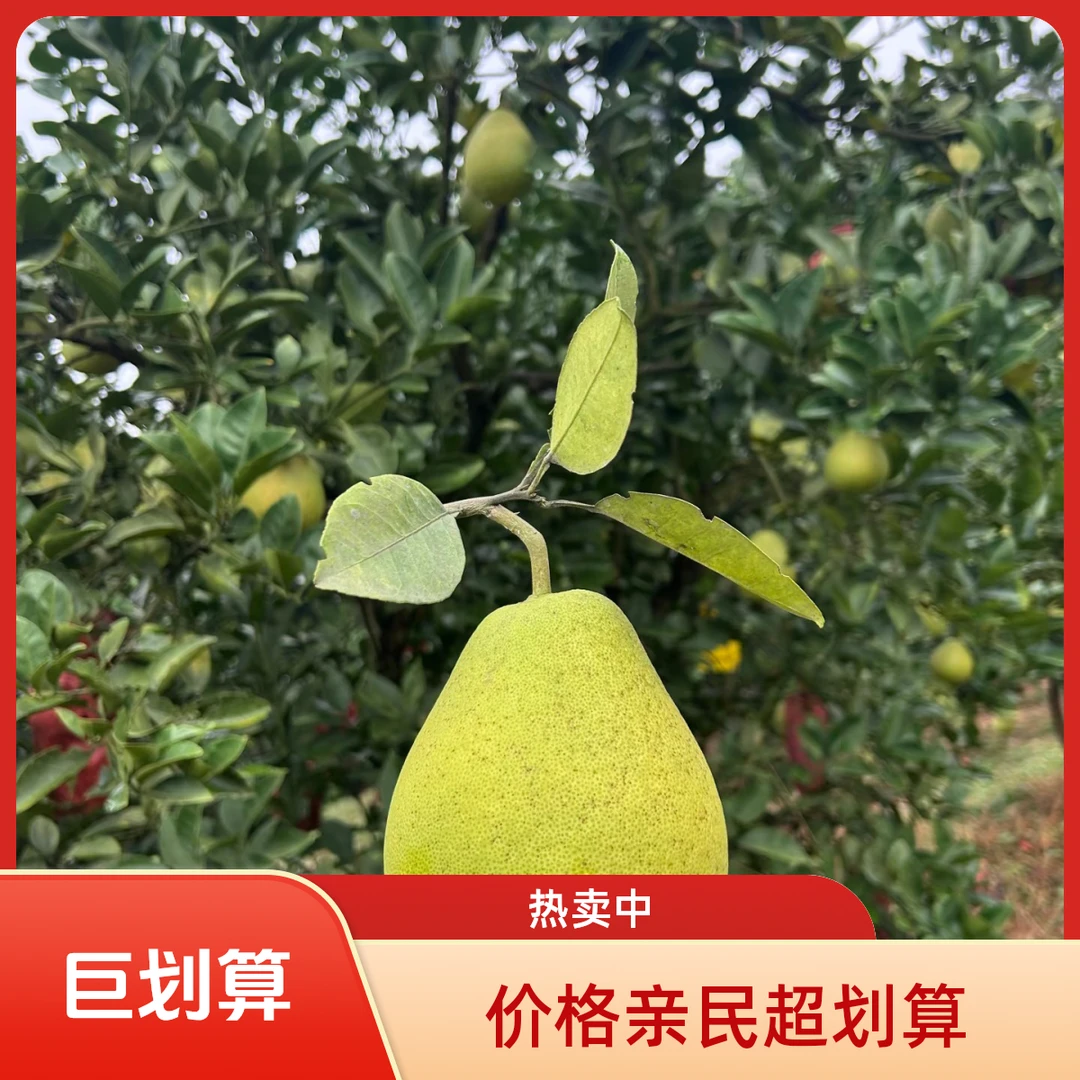 江西井冈蜜柚吉安金兰柚安福吉水蚕子柚麻麻柚白心柚子小药柚江西省