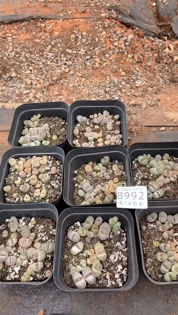 【闪购商品】8992特价十方大牙发货1盒微瑕量拍