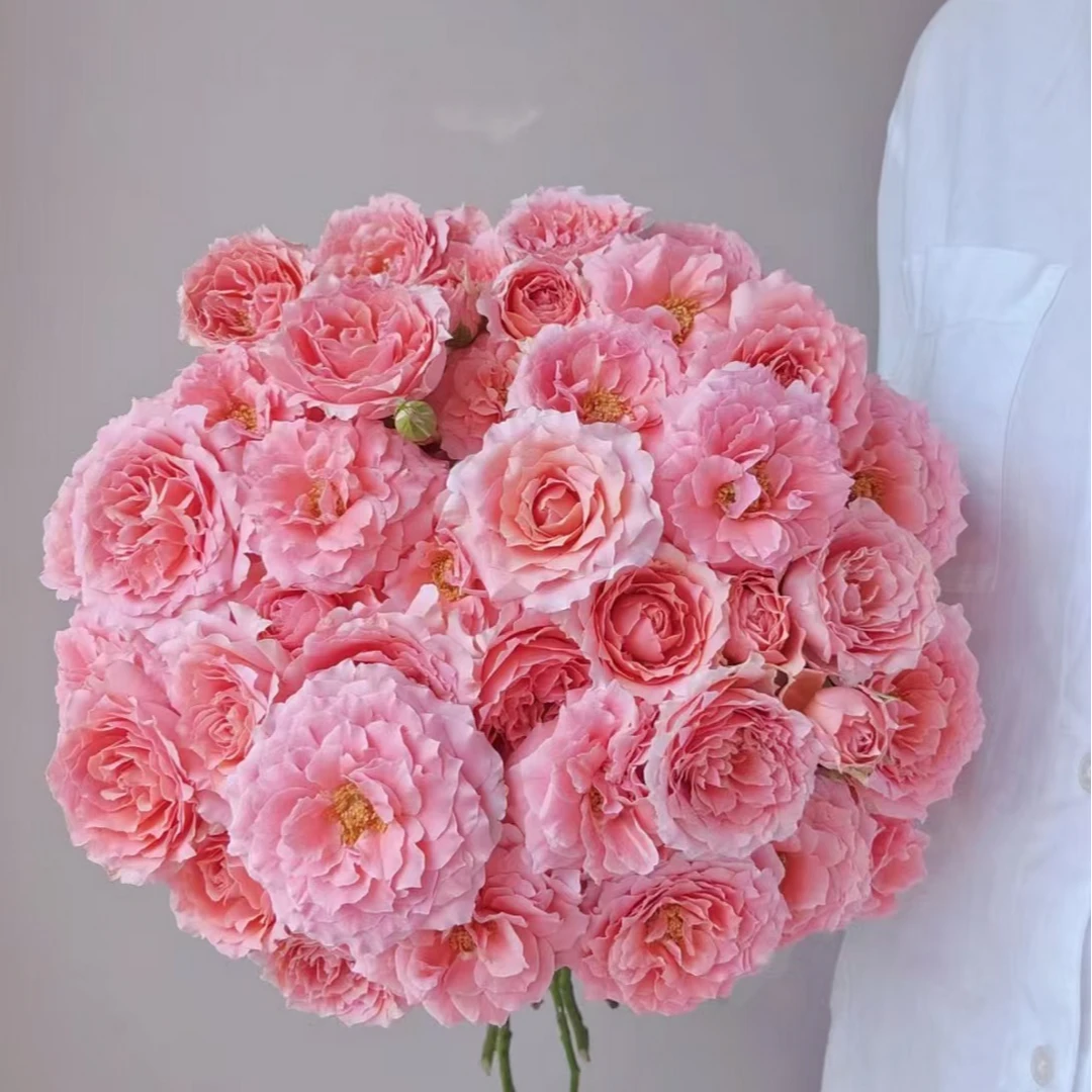 【粉拉拉】多头玫瑰云南基地直发-全场鲜花任意满2单升级顺丰包邮