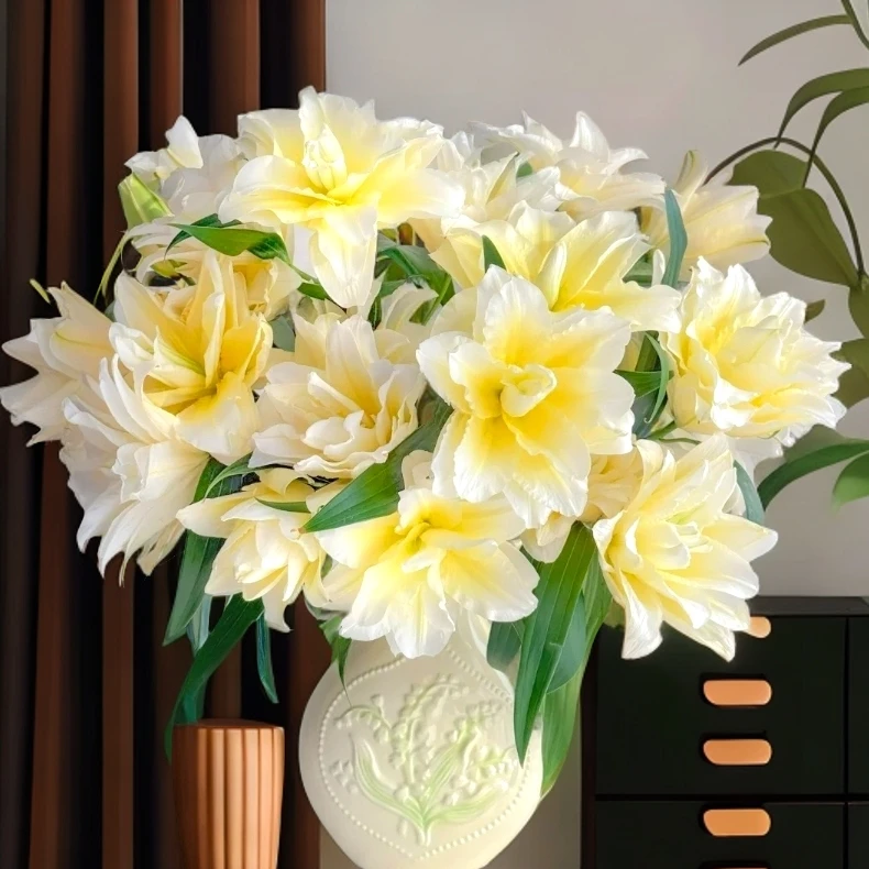 云南木木花卉 路德维纳 奶黄色稀有重瓣香水百合花家居瓶插鲜花