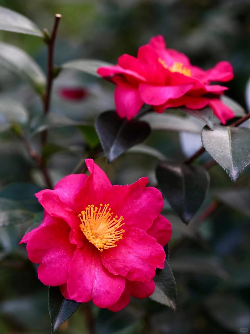 茶梅花立寒红花茶梅花冬季开花露天苗