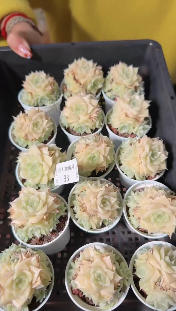 1217-33m1-66多肉量拍任意发一颗群生不包整