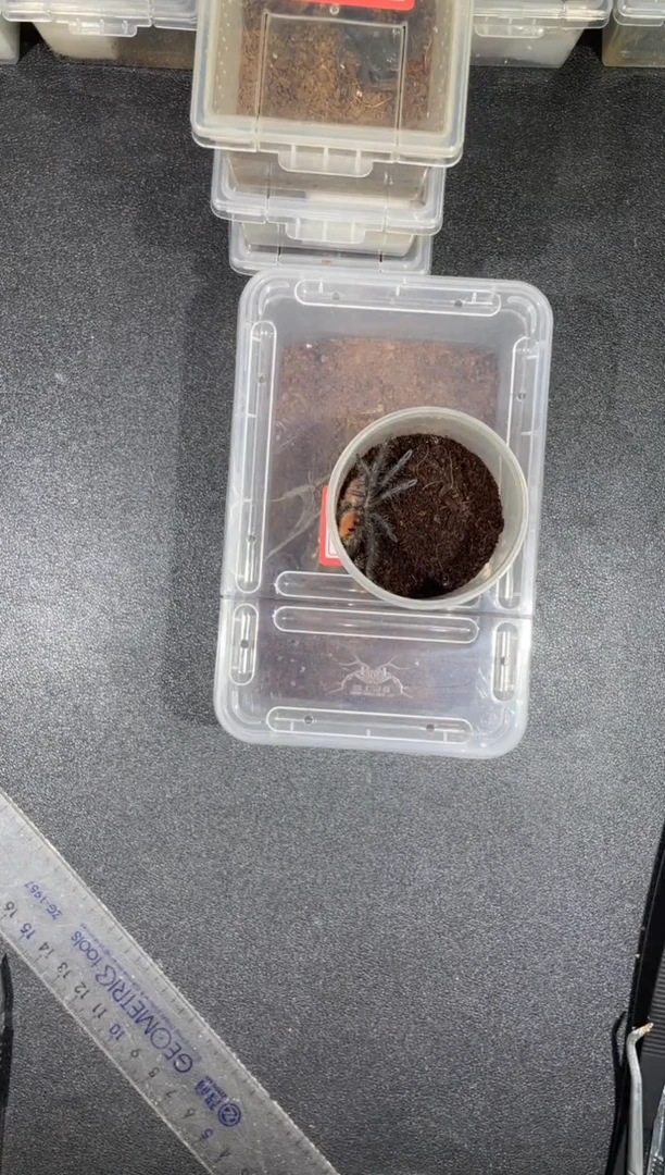 跳蛛马查拉5cm母