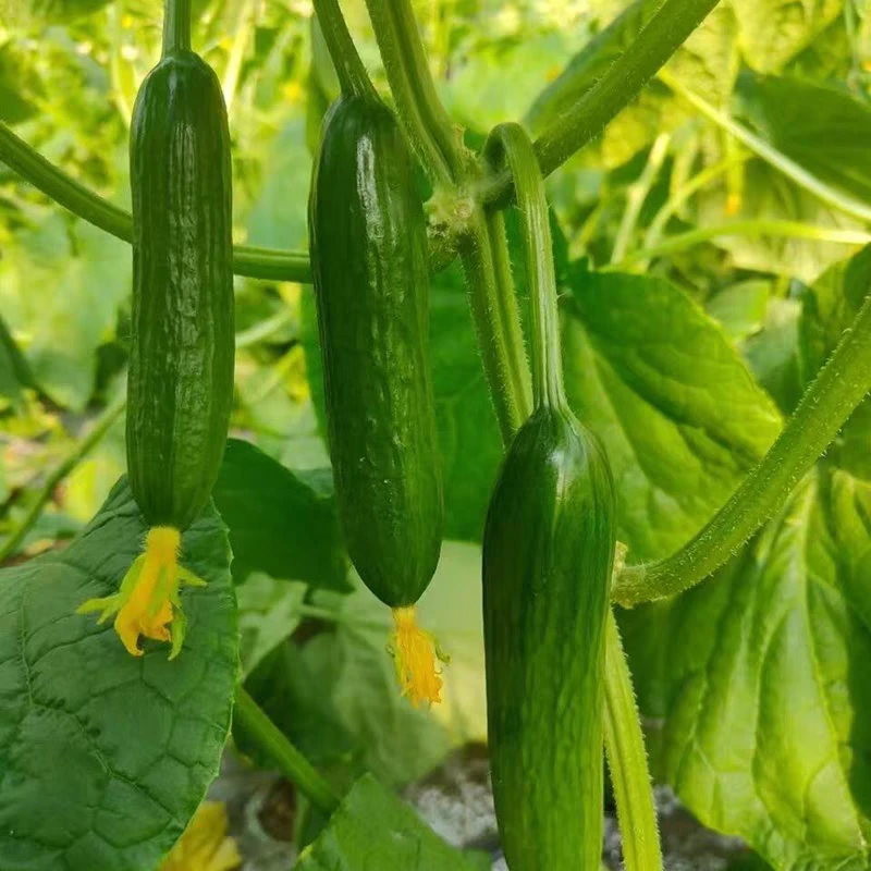 【达吾水果】精选水果黄瓜毛重3斤泡沫箱装(同城骑手配送到家)