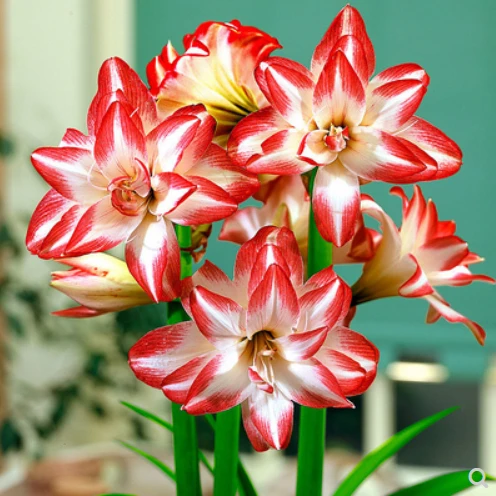 花孔雀自然就4.5~5公分带花苞