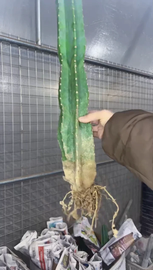 【闪购商品】【带根】30cm 量天尺