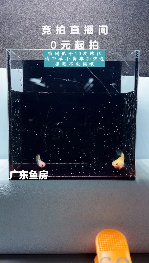 孔雀鱼幻彩一对编号60