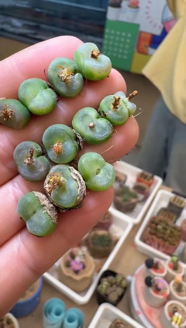 2-39多肉植物肉锥水晶鞋2颗