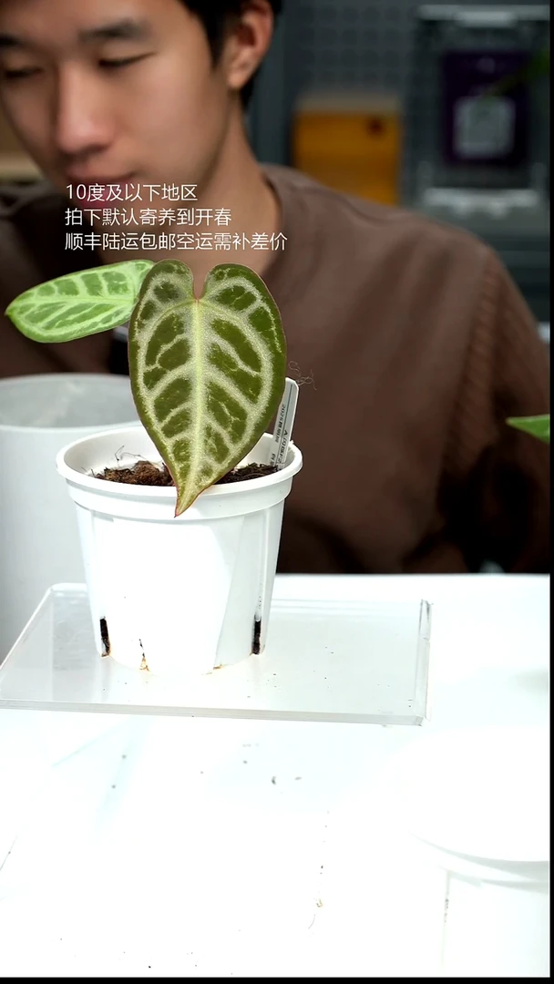 完全开放034-闪烁2.0