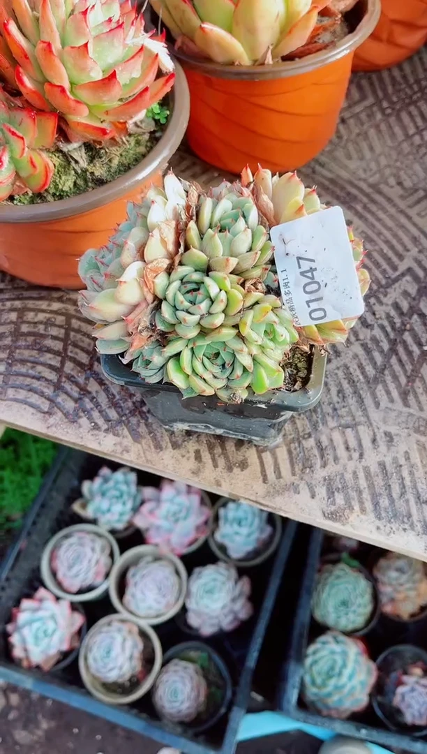 乖*兔跃跃精品多肉01047