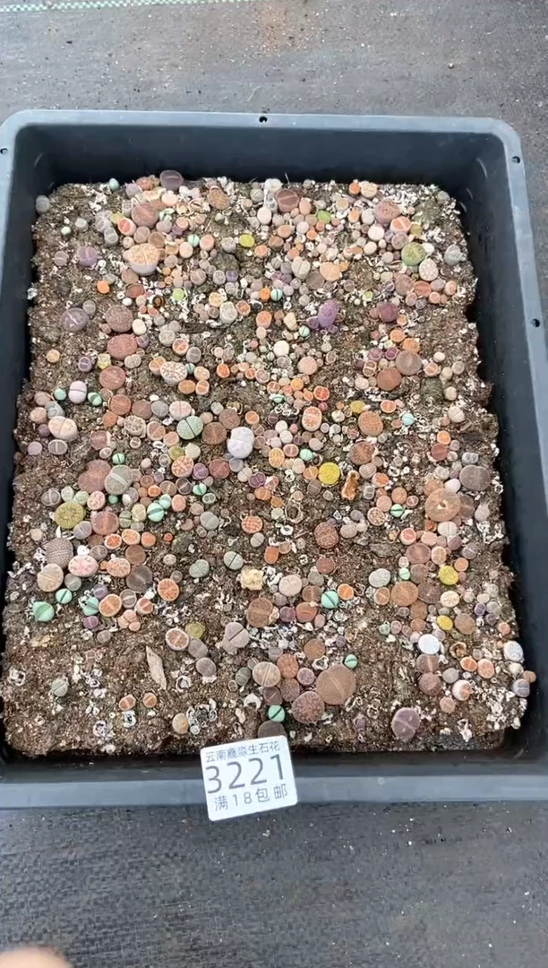 3221特价彩混框有疤瑕疵带土不带盆发货