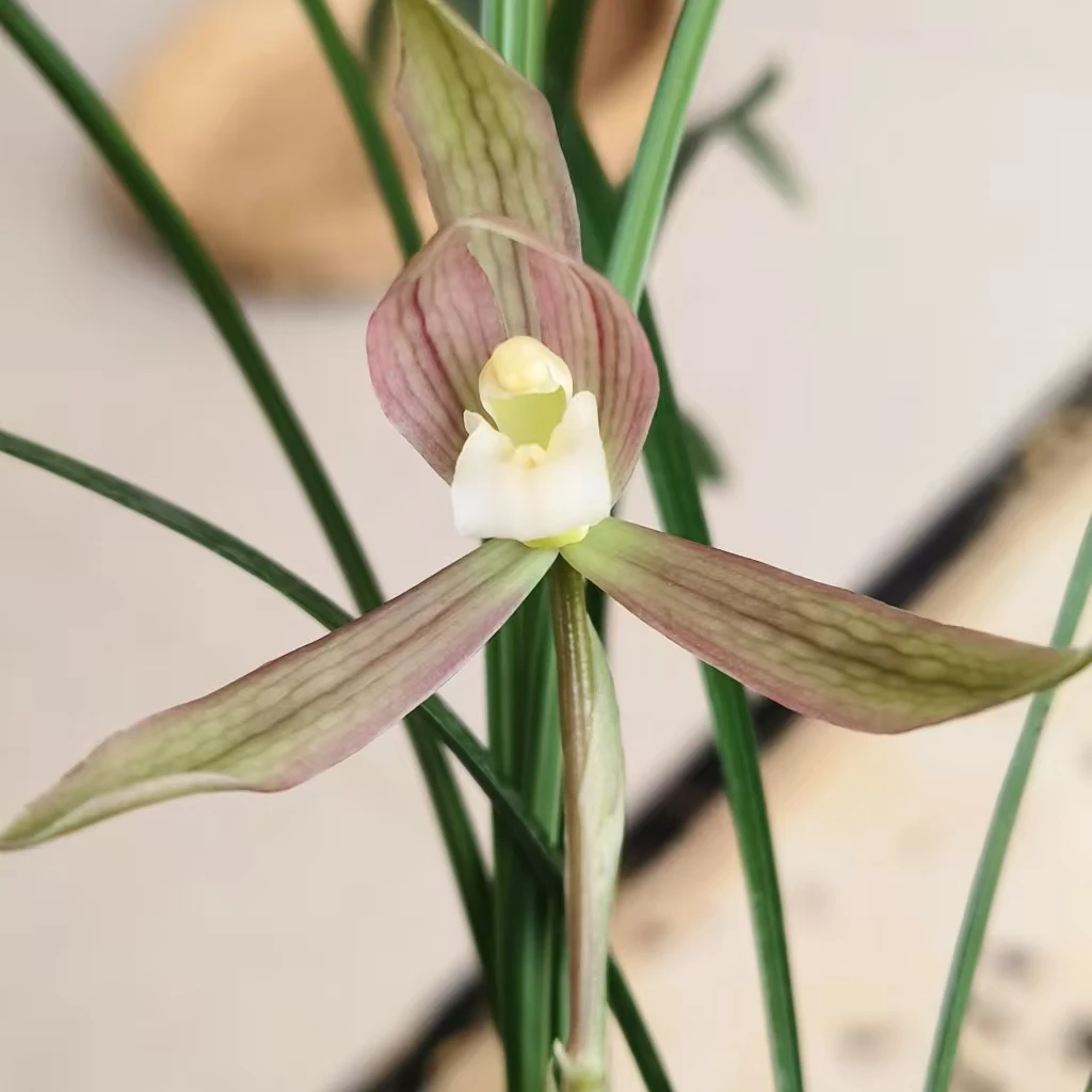 春兰资源彩素，马壳素