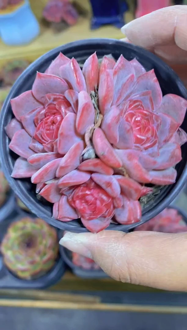 124-糖心琥珀群生（量拍）