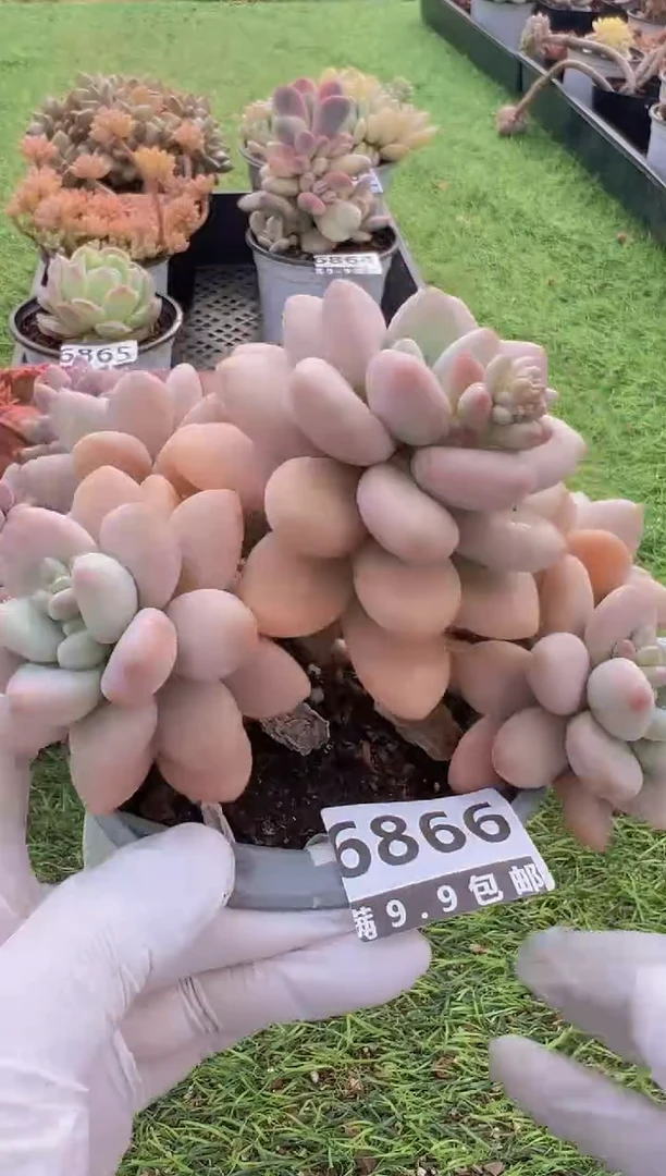 【闪购商品】信福多肉一物一拍