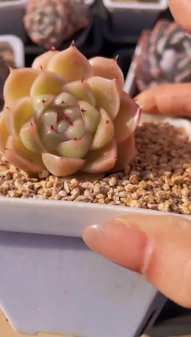 【闪购商品】466超级霓虹多肉