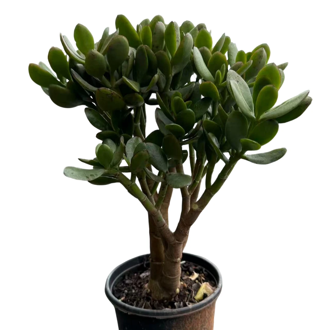 老桩 大叶玉树 多肉植物好种好养