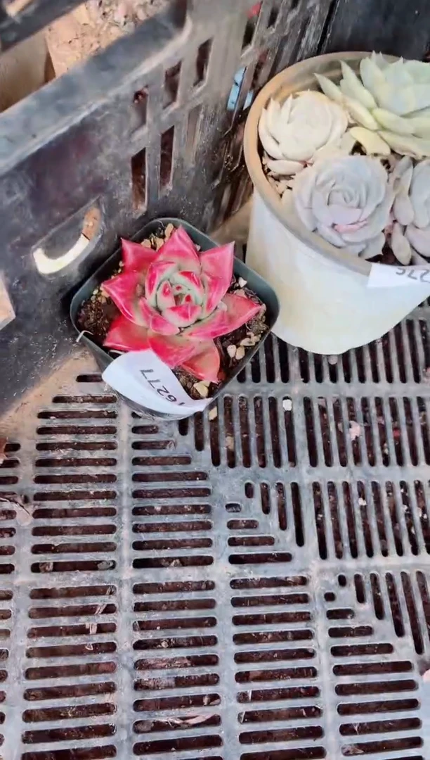 16277多肉植物一物一拍