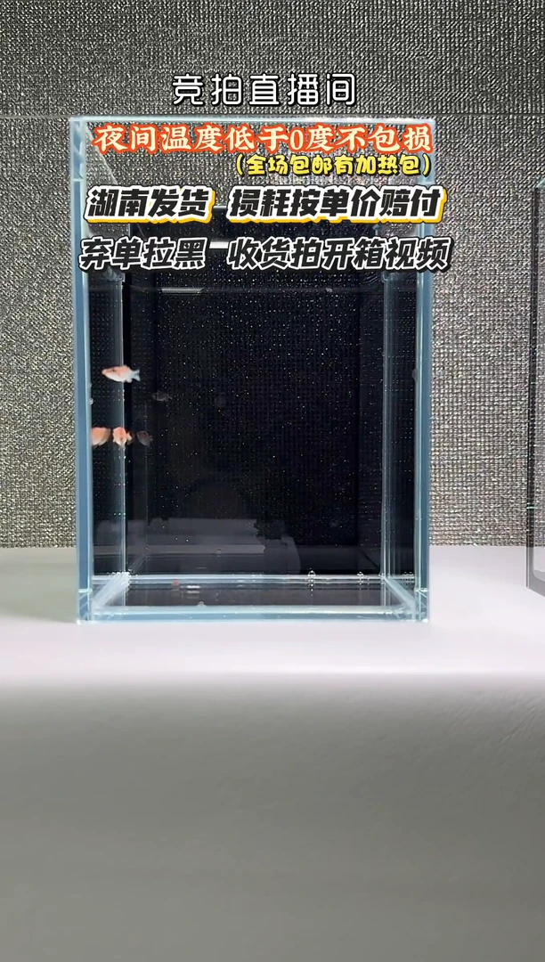 孔雀鱼005红头斑马小苗2条