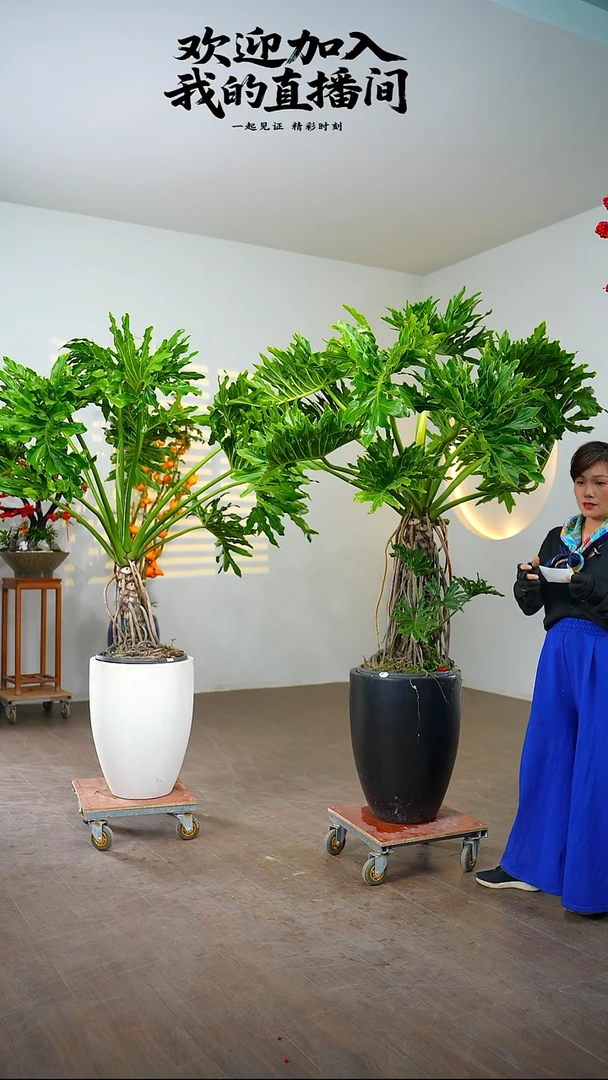 无花朵百*特rfafaserfasr