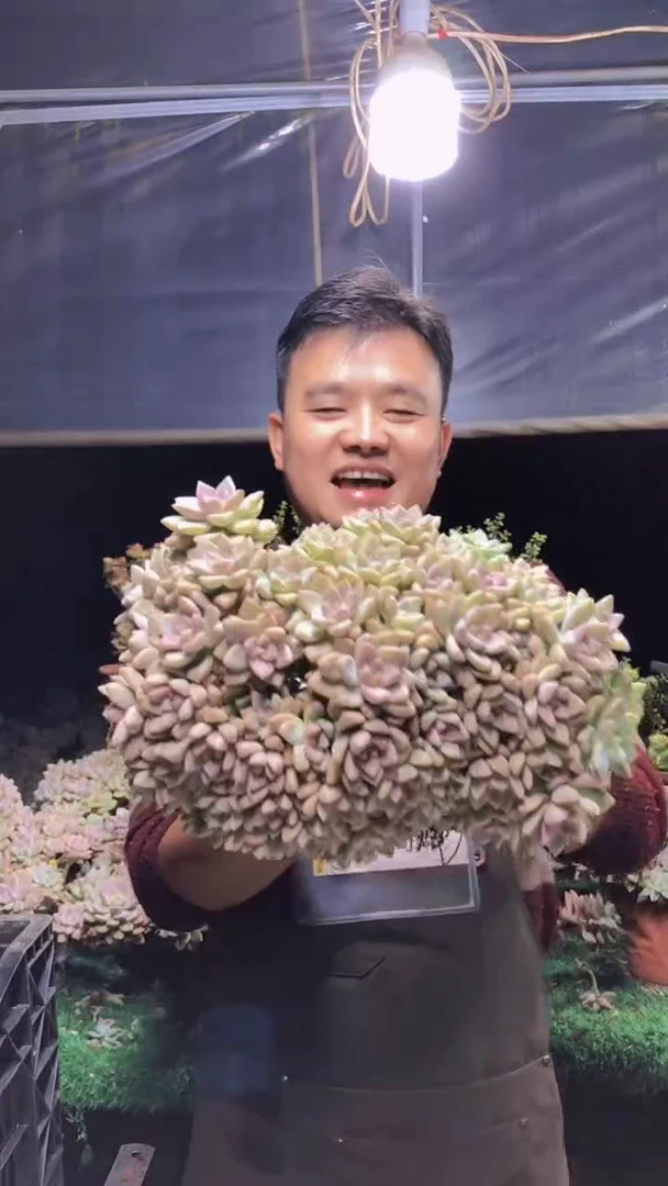 185淡雪缀化一物一拍