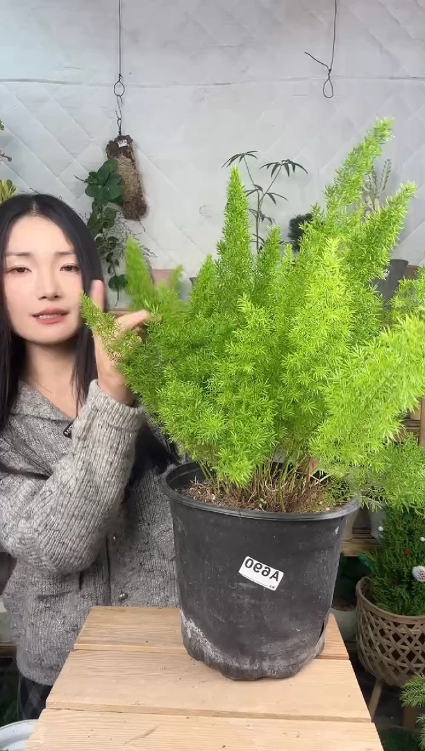 无花朵狐尾天门冬俩加仑育苗盆690