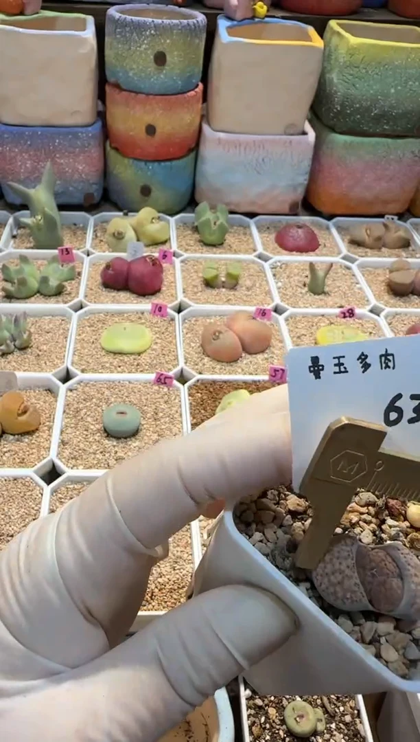 【闪购商品】25.2.7-63老坛