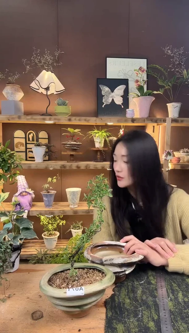 无花朵可****罐金边六月雪俩盆差价063俩个盆
