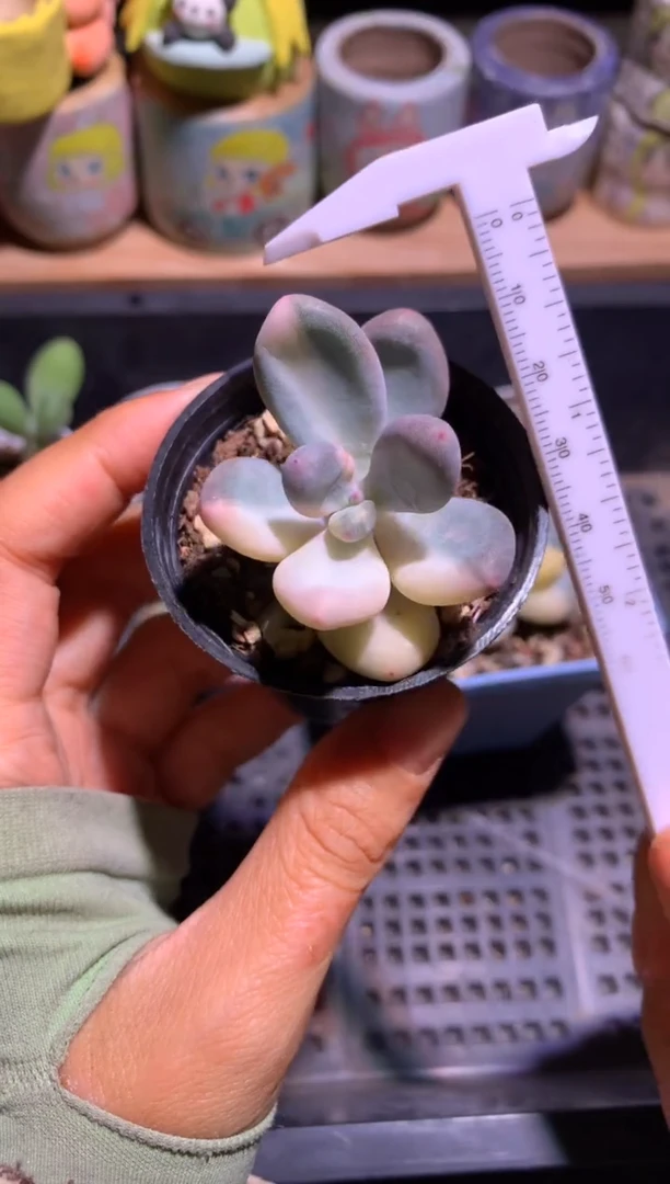 奶酪锦多肉哈哈哈