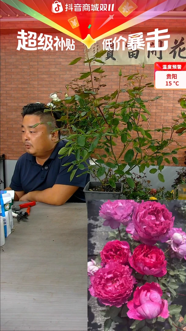 当前无花朵，栽培后可花朵伊芙胭脂香水246