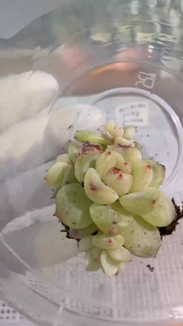 1173----T3000/4头 多肉植物