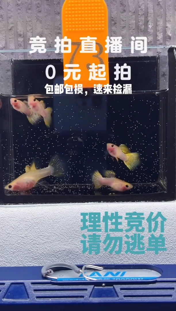 孔雀鱼粉红琉璃C带胎5公1母编号73