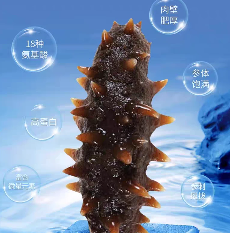 正宗大连底播辽刺参 低温冷蒸工艺 鲜食海参海参