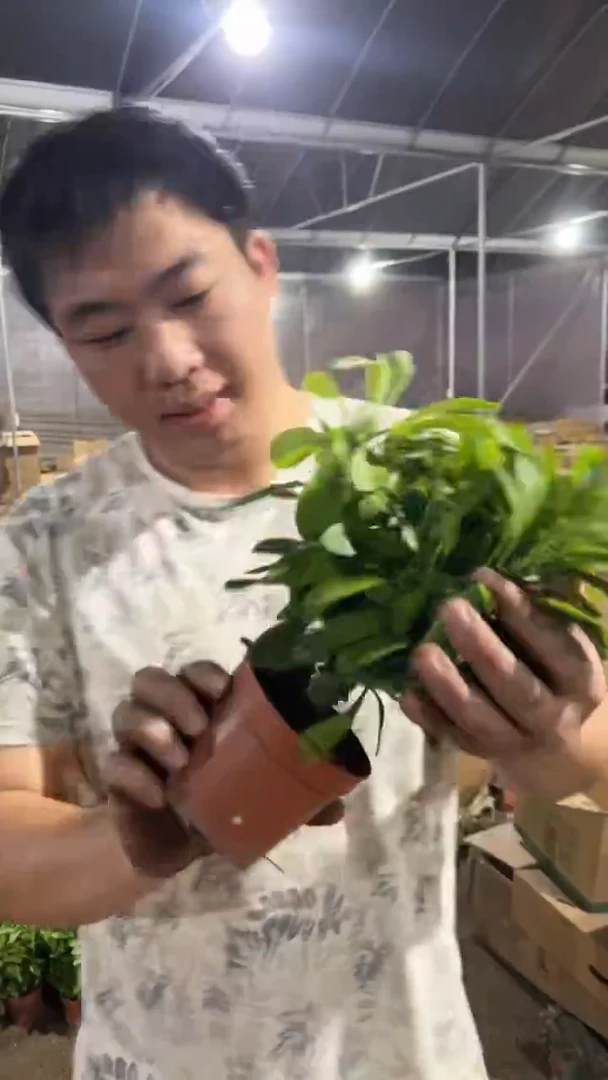 麒麟掌   【带根】