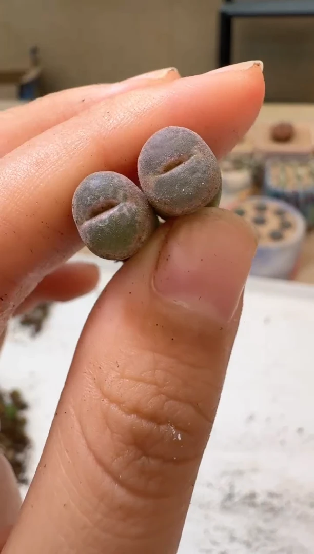 多肉植物肉锥10.8-9