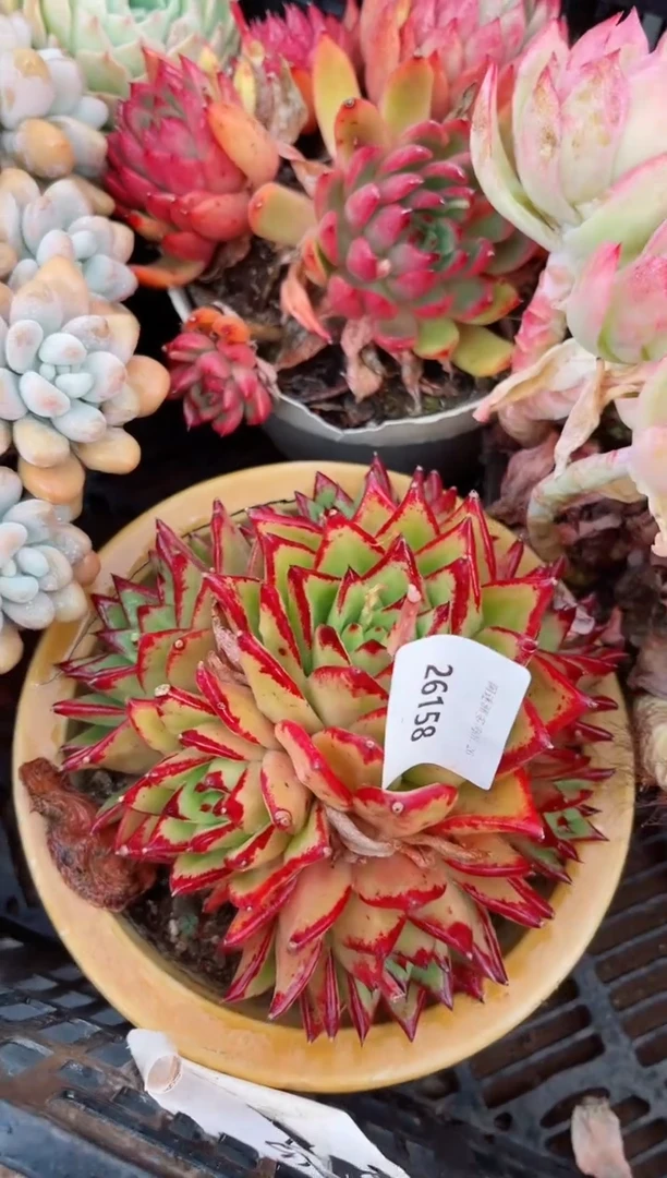 【闪购商品】26157