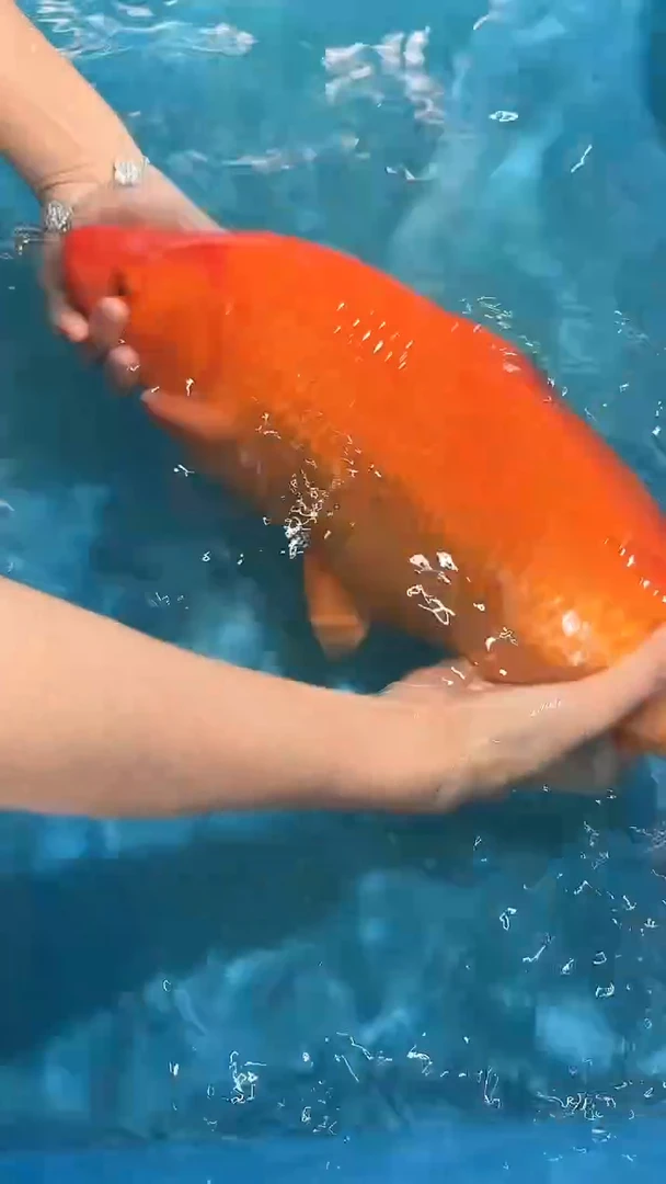 锦鲤太饱锦鲤36cm-45cm不包邮到付