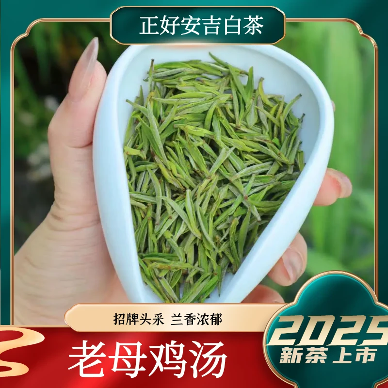5号(老母鸡汤)2025年新茶安吉白茶头春头采溪龙核心产区