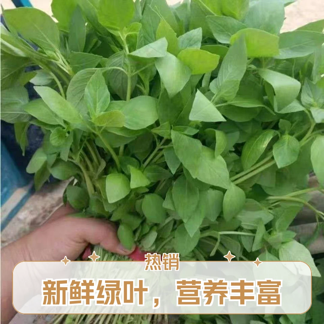 新鲜河南特产荆芥农家自种现摘现发可凉拌调味