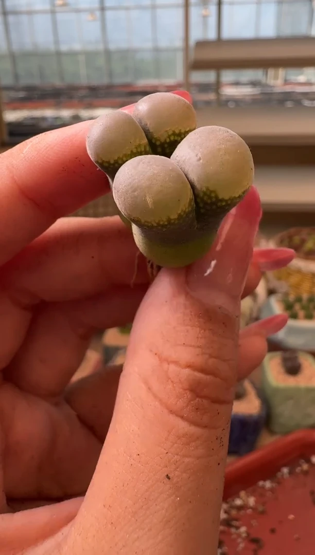 7-58多肉植物肉锥