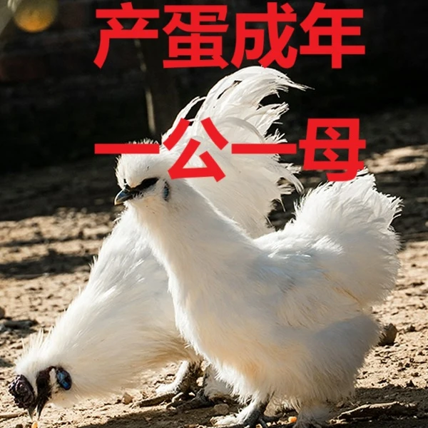 【2只装】产蛋原种泰和乌鸡煲汤滋补调理佳品林下散养肉质紧实整鸡