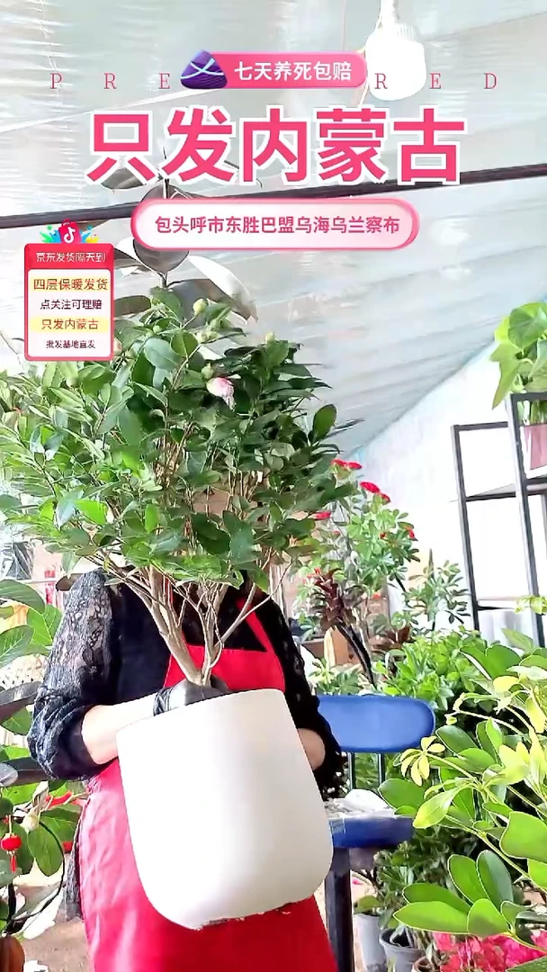 完全开放五年苗茶花带盆