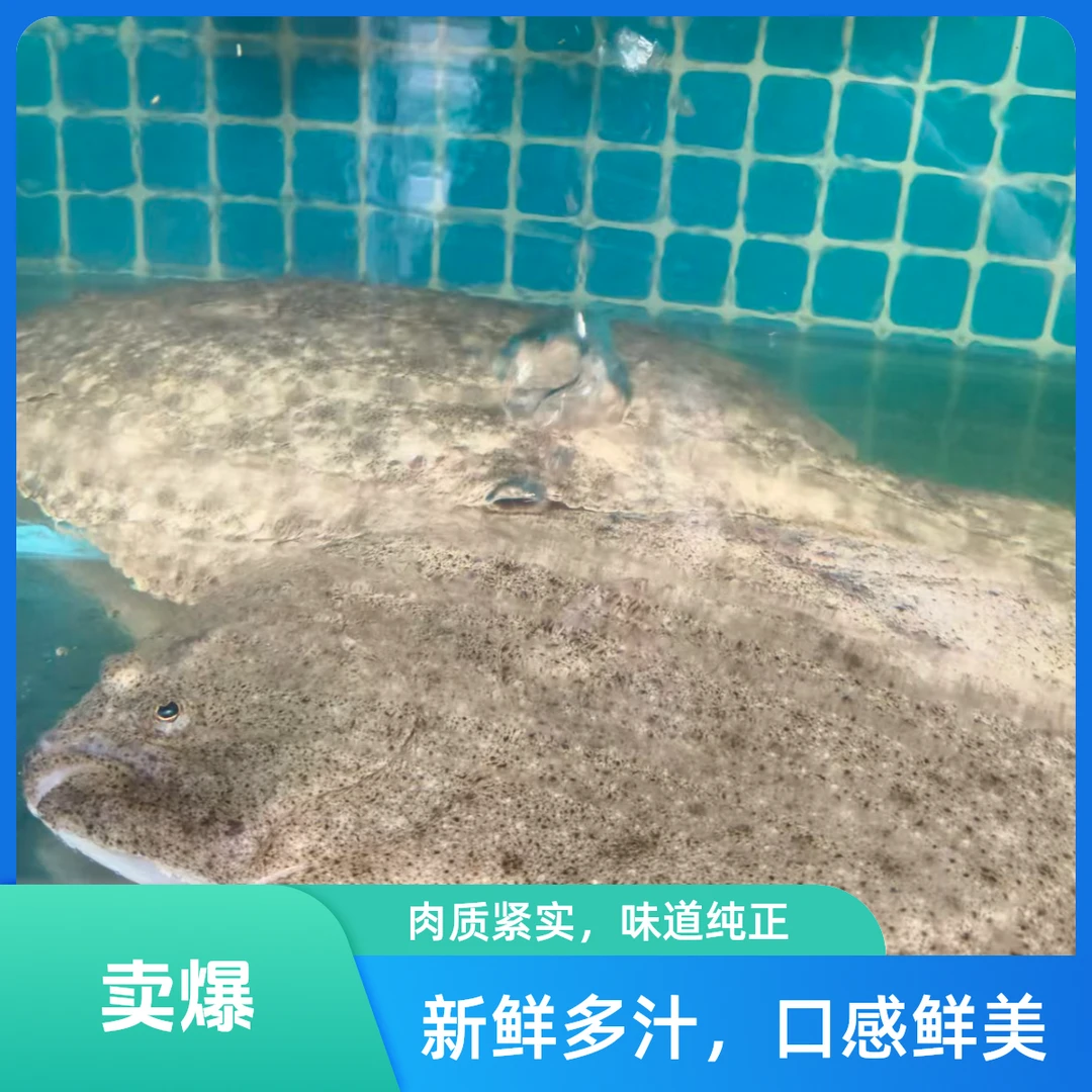 冷冻多宝鱼2斤左右