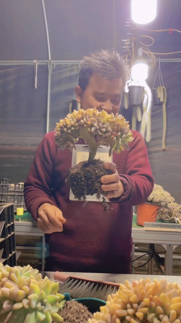 冰**冰113淡雪缀化一物一拍